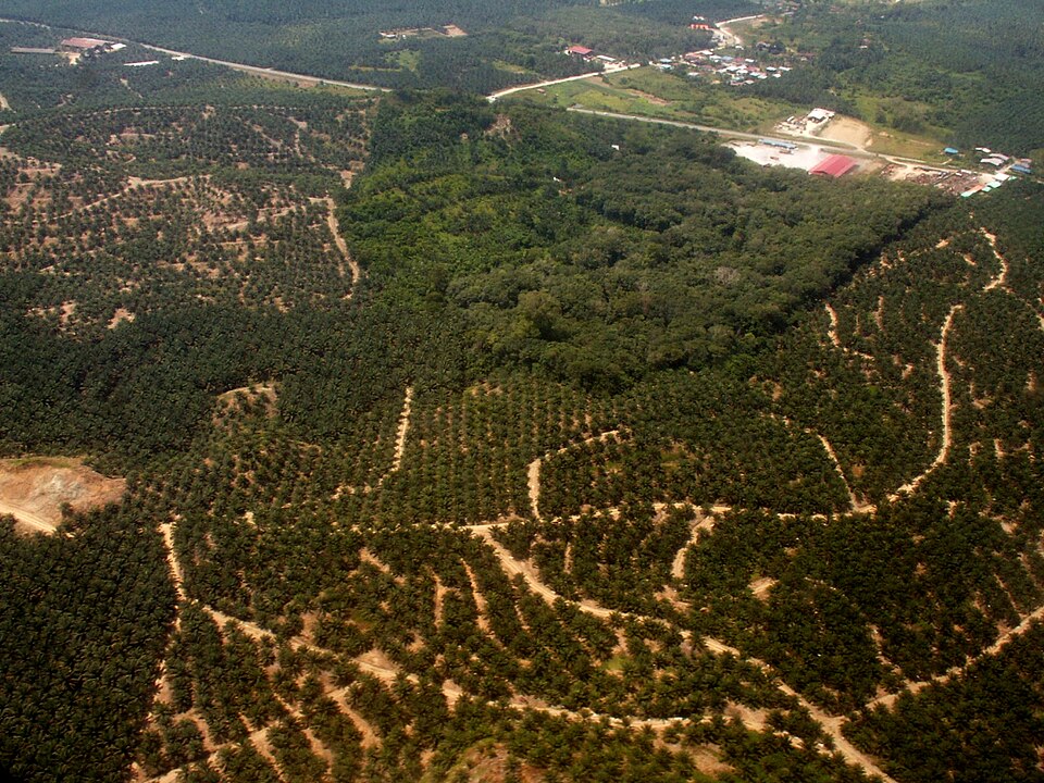 CAM-02 — Plantation Block B